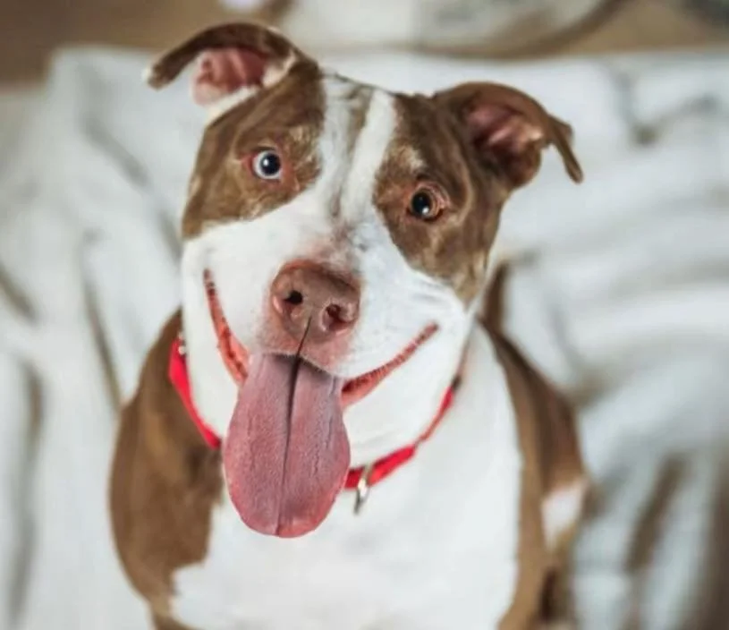 Brown and white bully dog