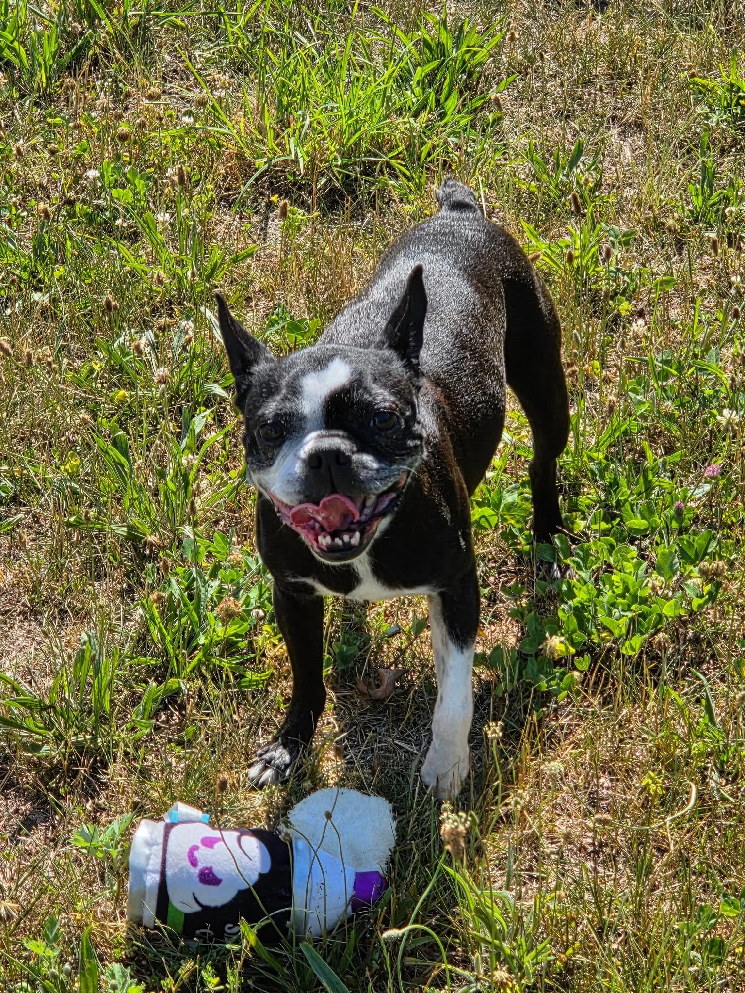 black and white boston terrier