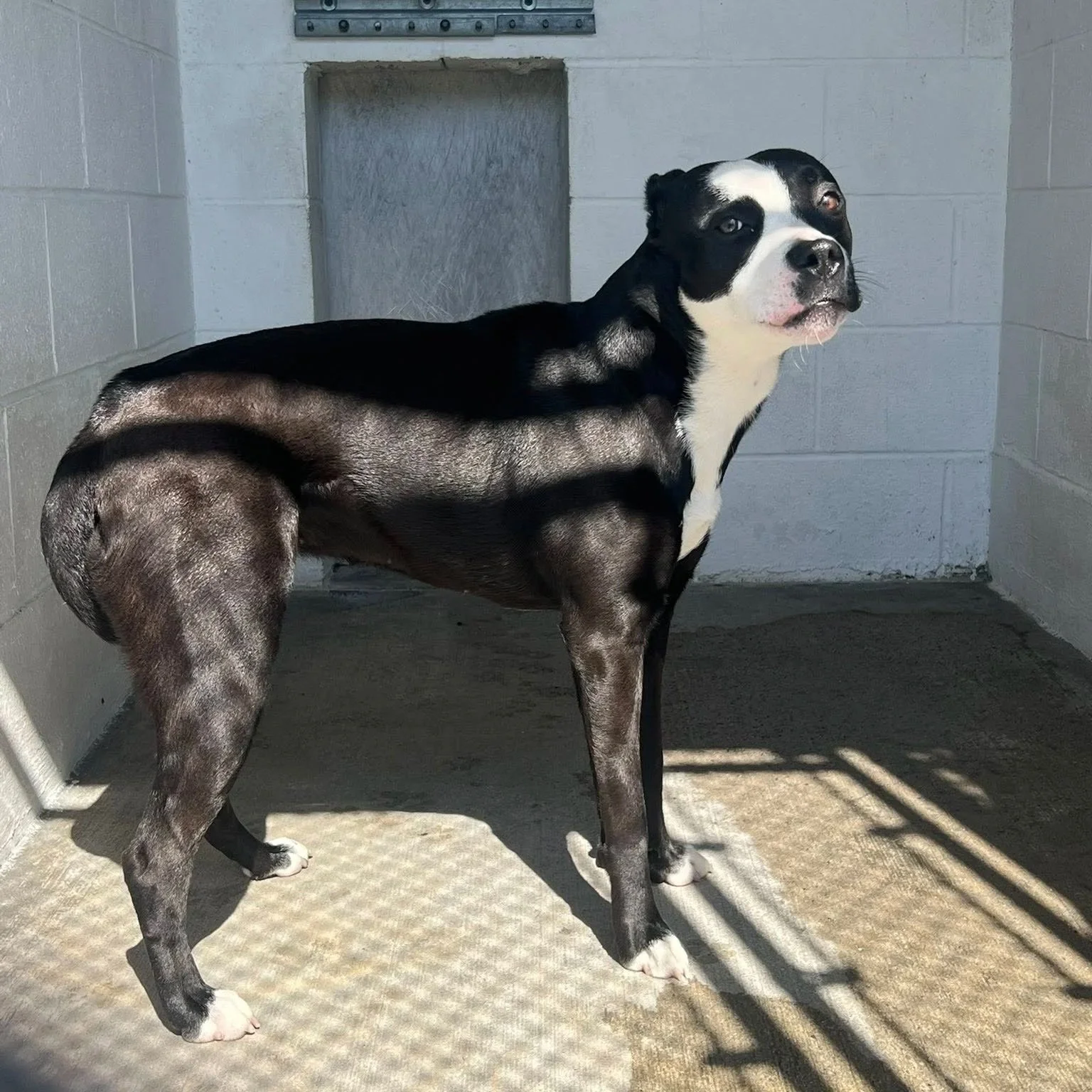 a scared black and white dog stands with tail tucked in a cage