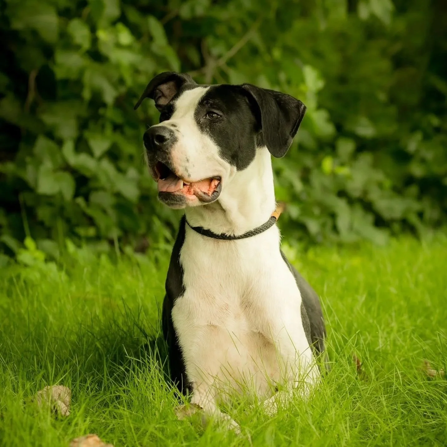 a black and white great dane in the grass
