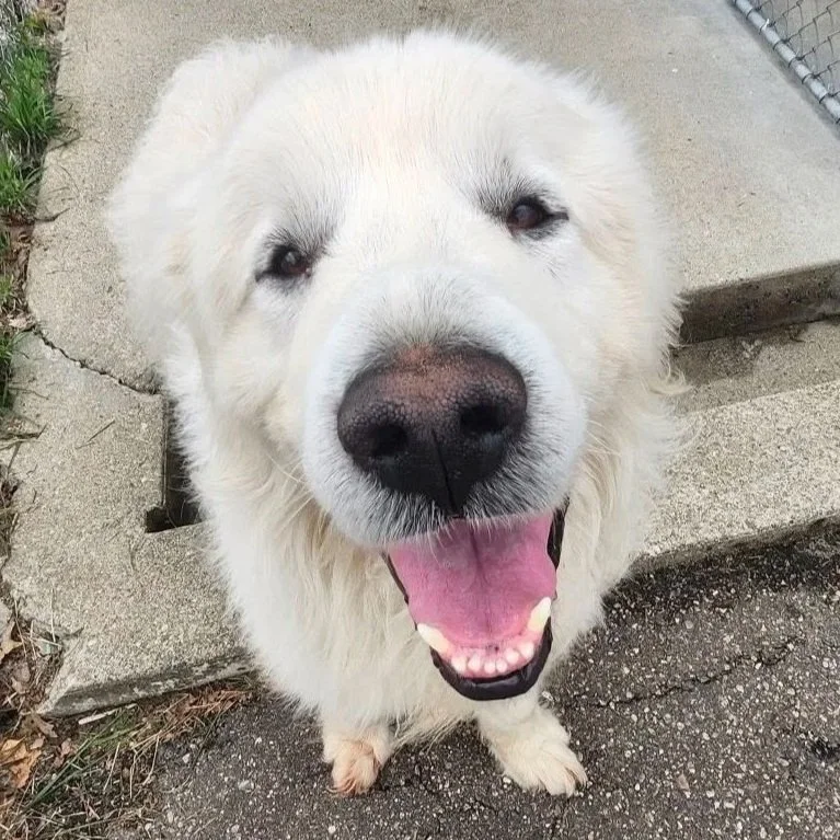 a fluffy white great pyrenees smiles at the camera