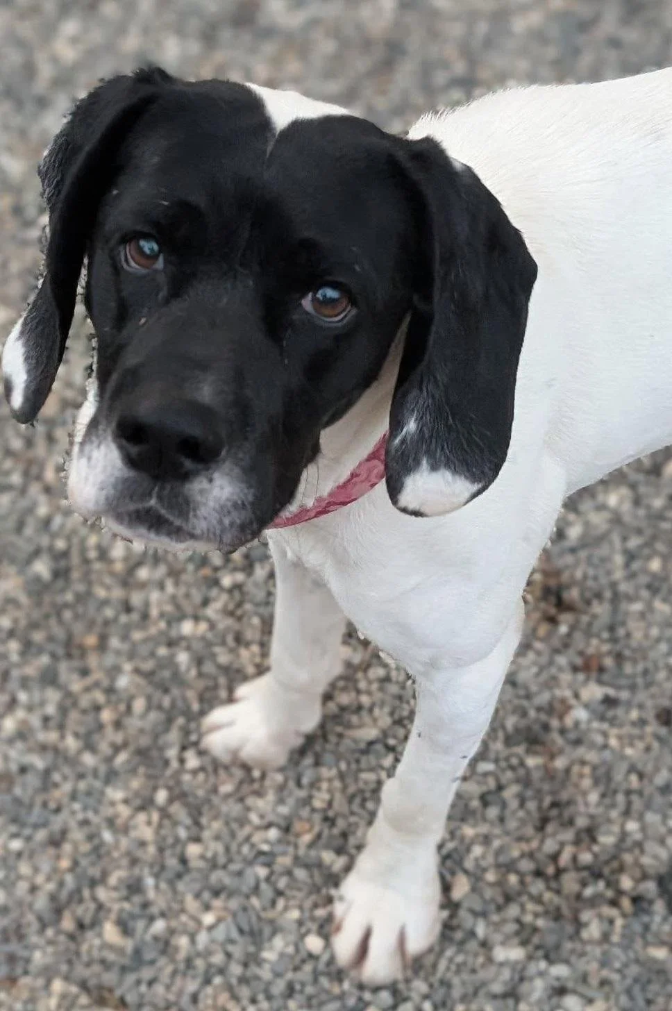 Close-up of a young black and white dog with floppy ears and brown eyes, standing on gravel.