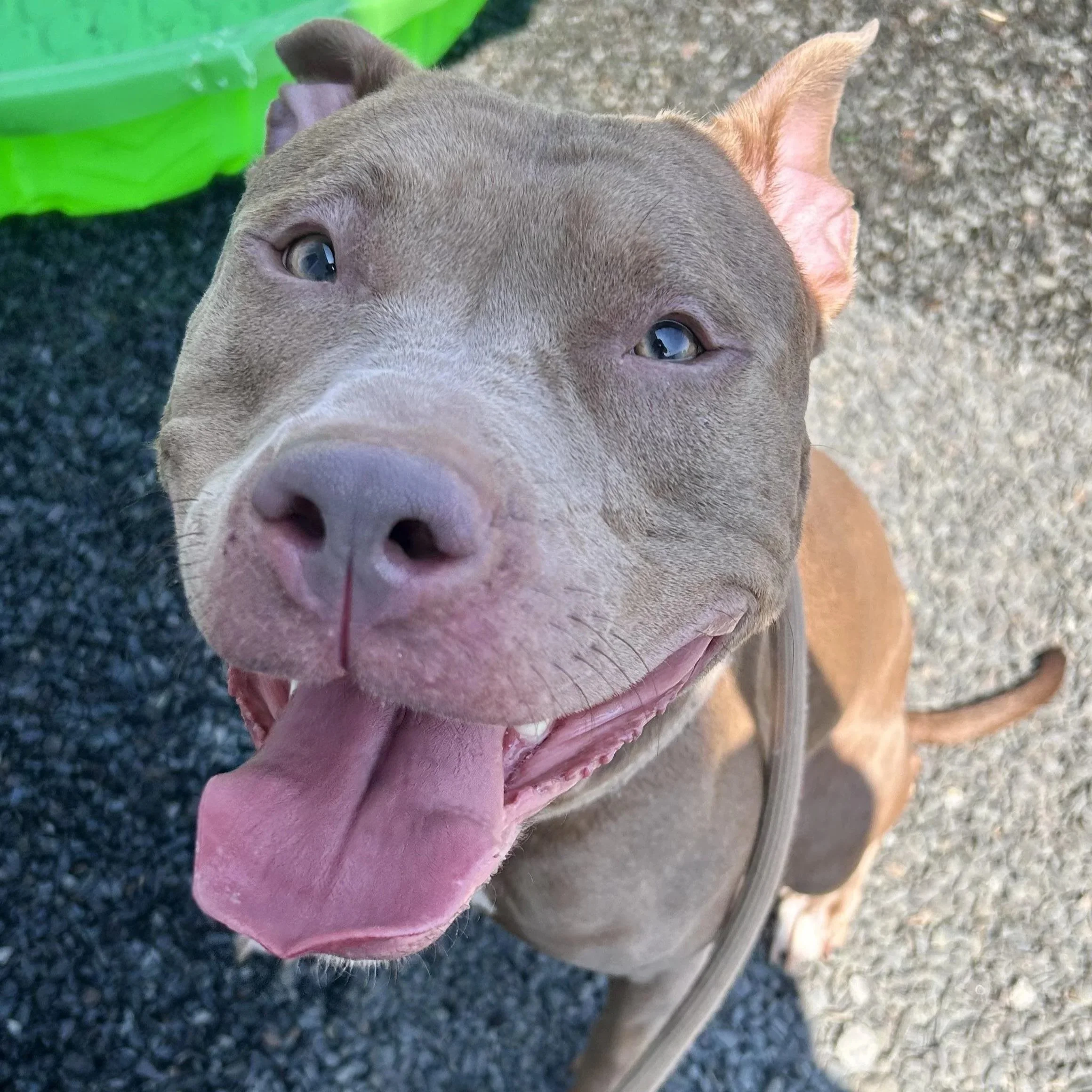 Rose 3 to 8 years old