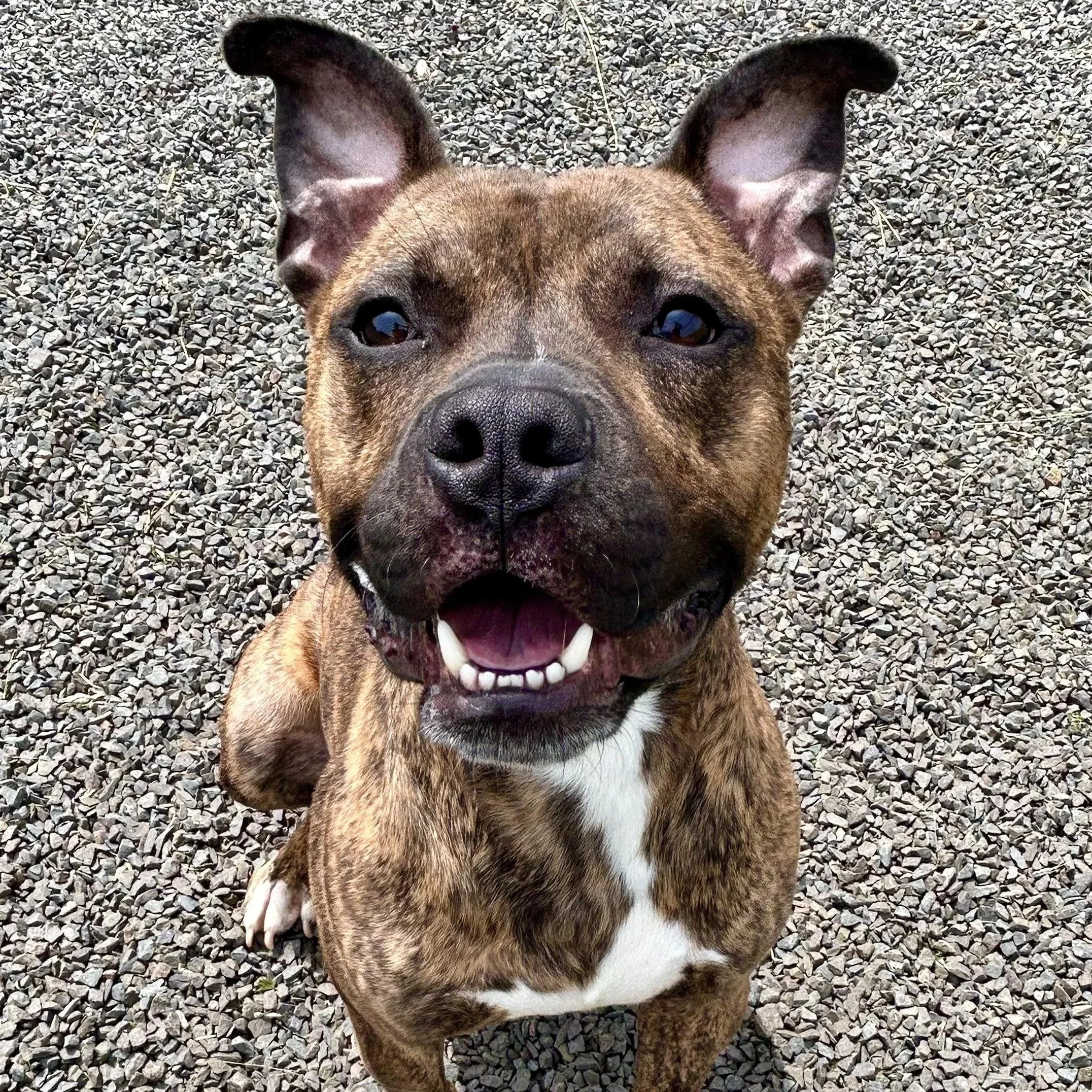 Charcoal 3 to 8 years old