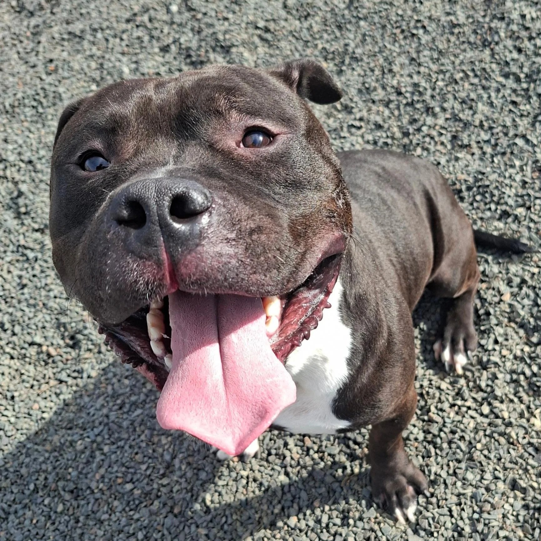 Meatball Marinara 2 years old