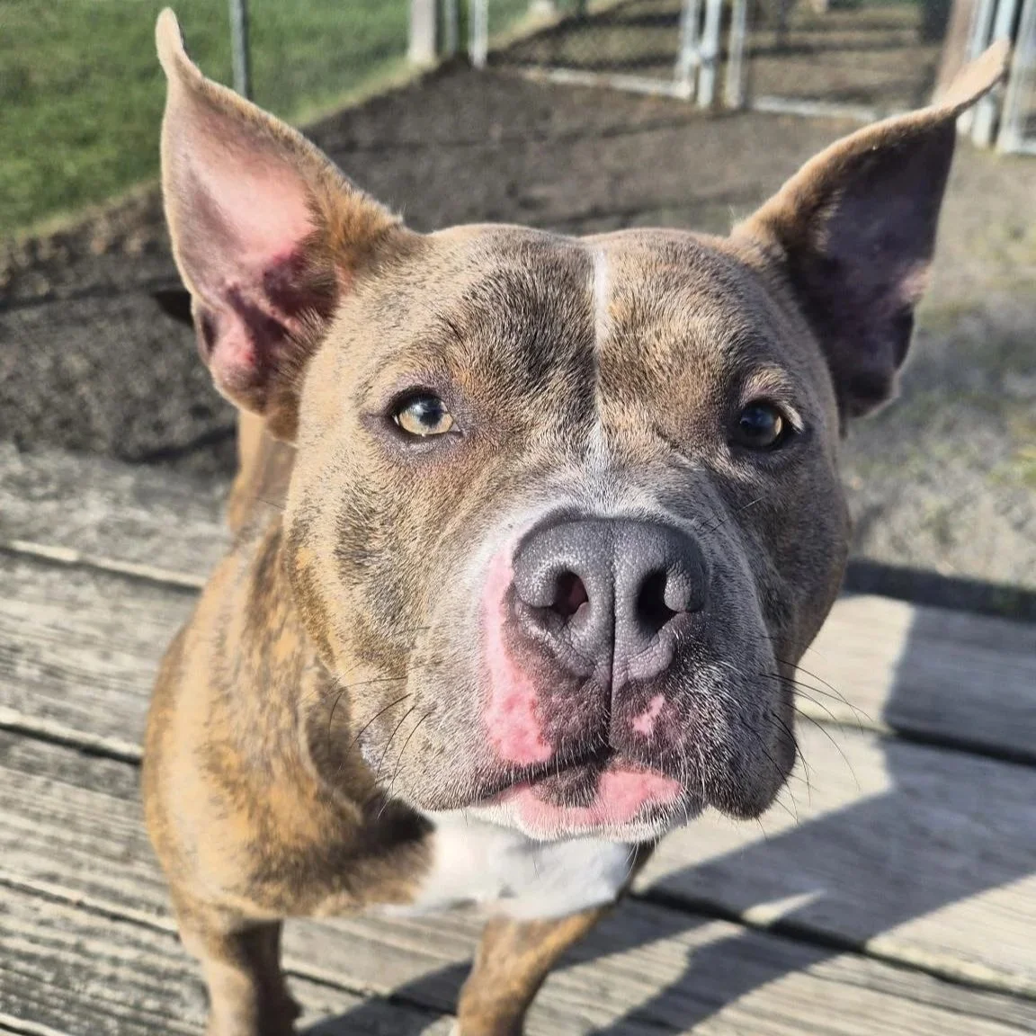 Gabby Gabagool 3 to 8 years old