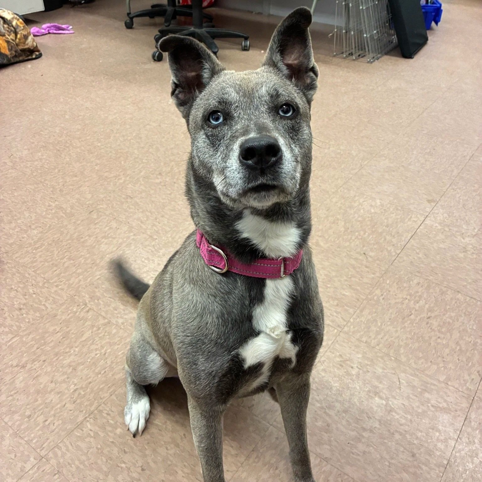 Periwinkle 5 years old