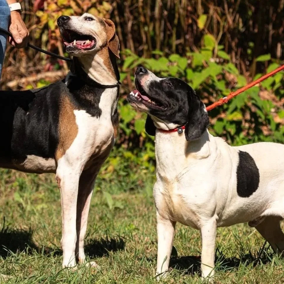 Copper 7 and Mo (blind) 2 - Bonded Pair