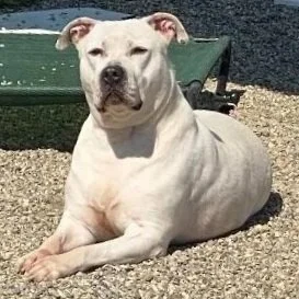 Ace 3 to 8 years old