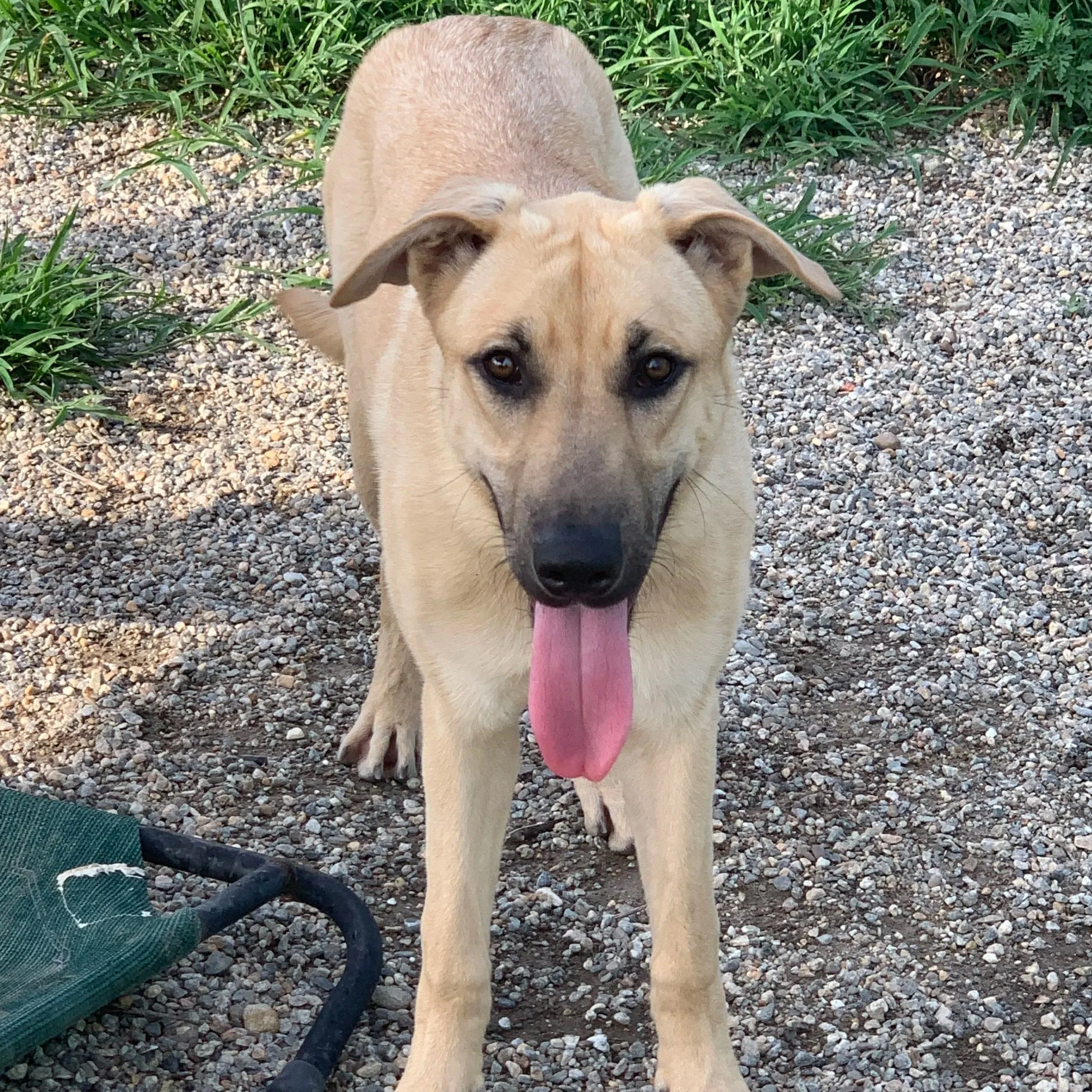 Halo 1 to 3 years old