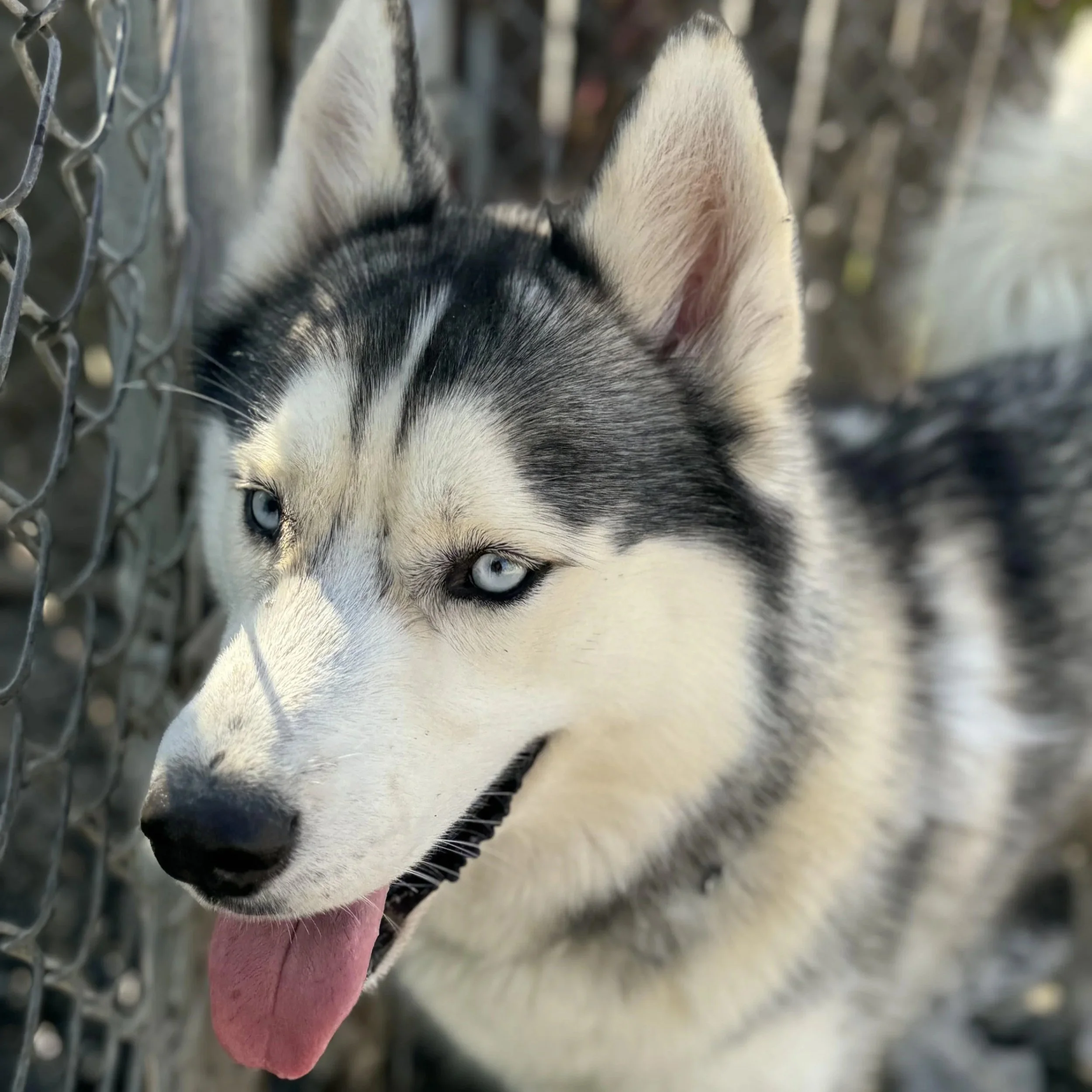 Max 1 to 3 years old