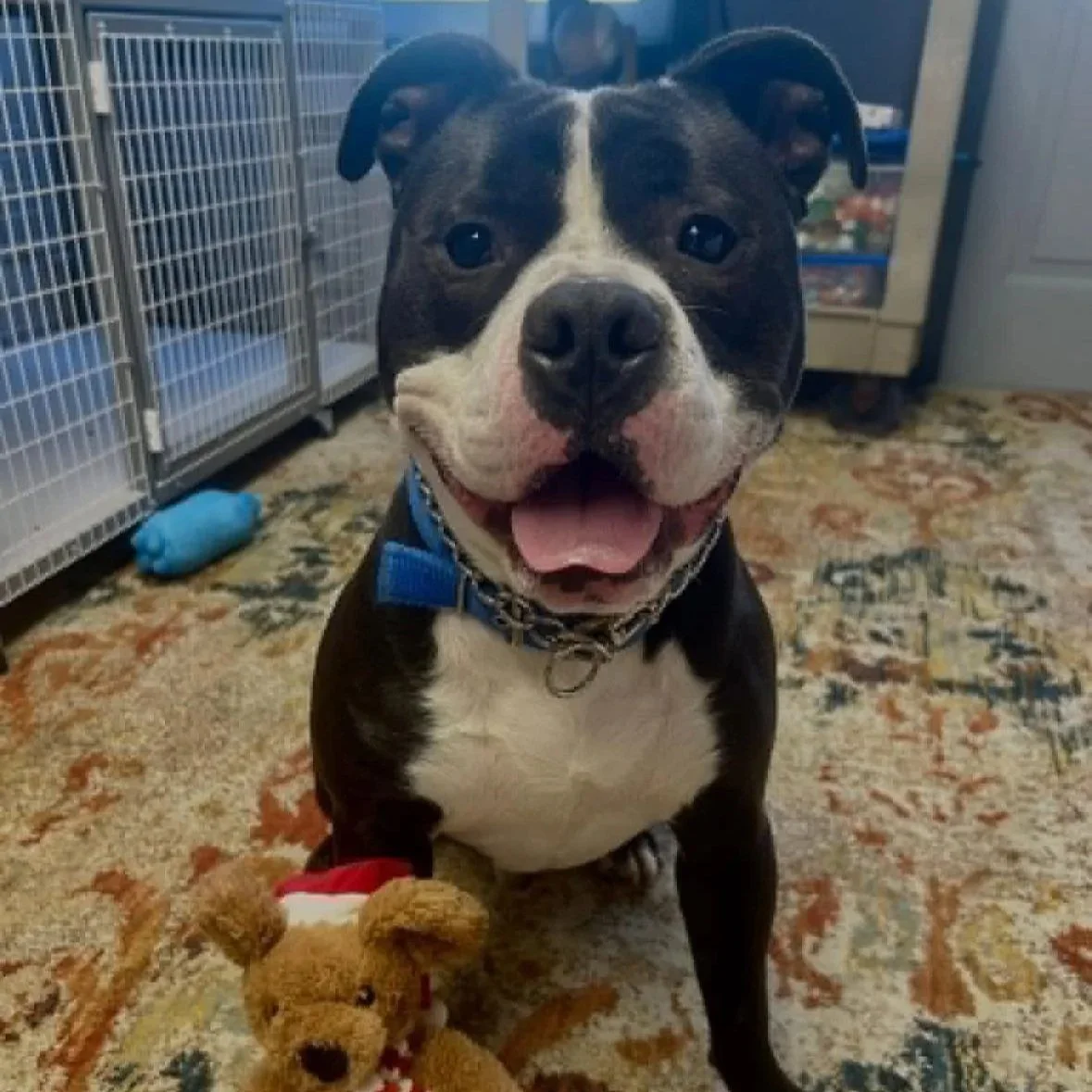 Pogo 1 to 3 years old