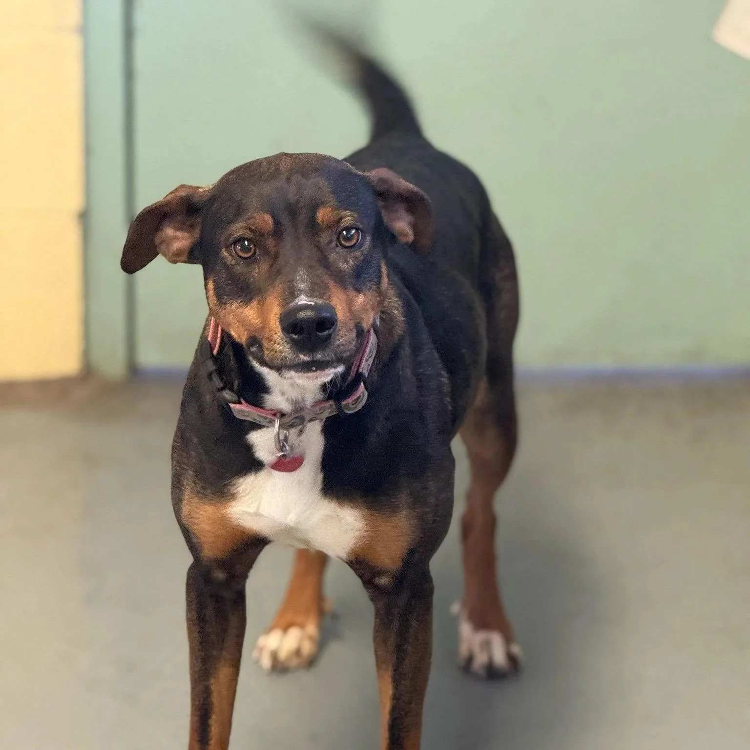 Cricket 1 to 3 years old