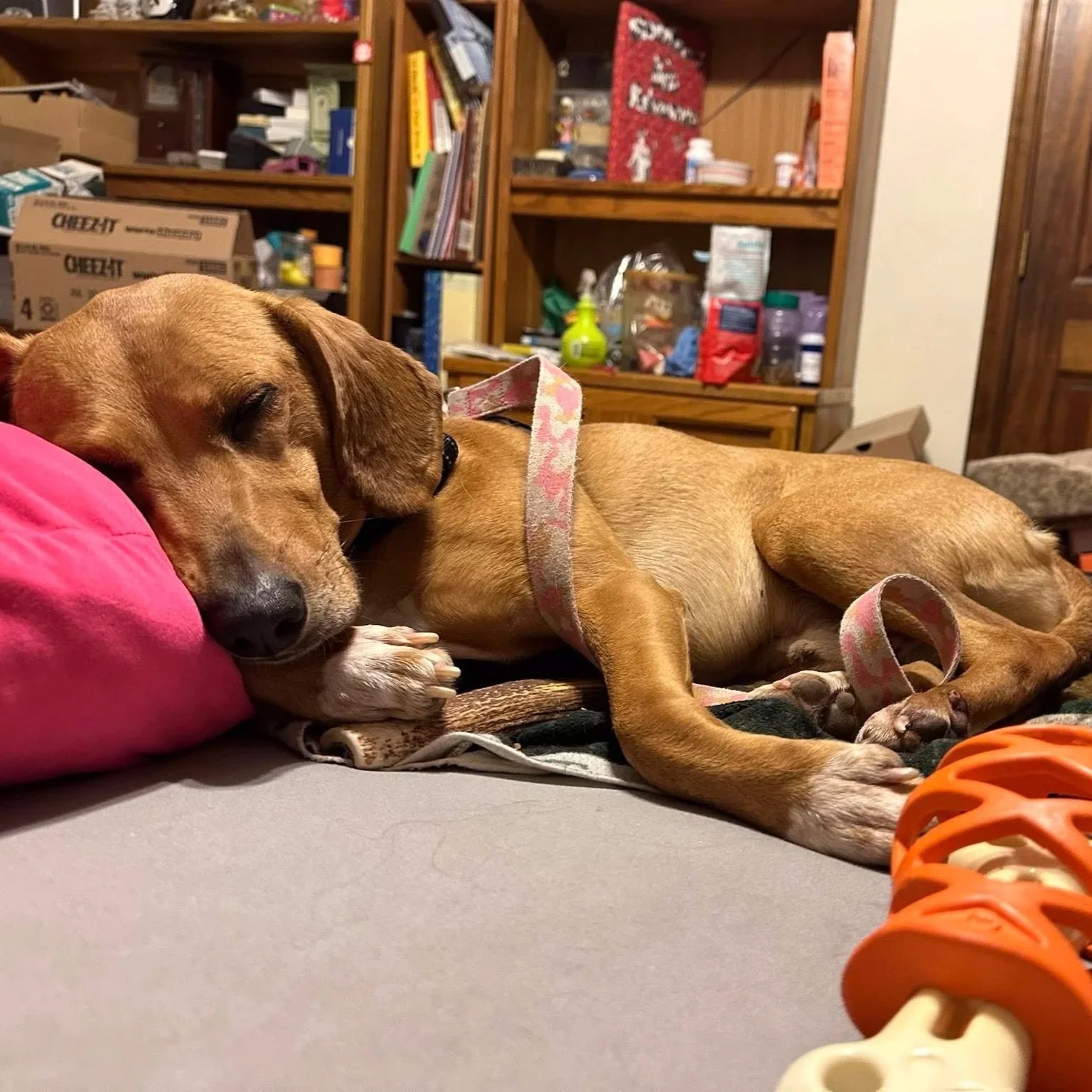 Brady 1 to 2 years old