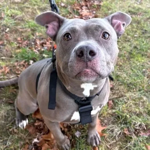 Cranberry 4 years old