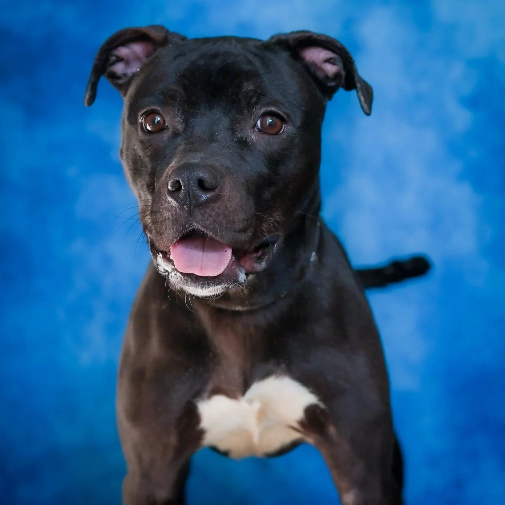 Tambourine 1 year old