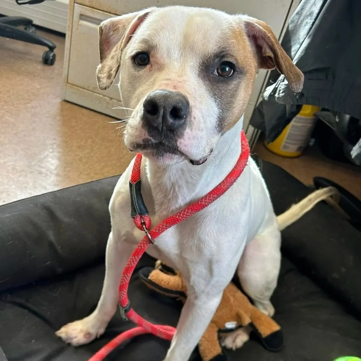 Asher 1 to 2 years old