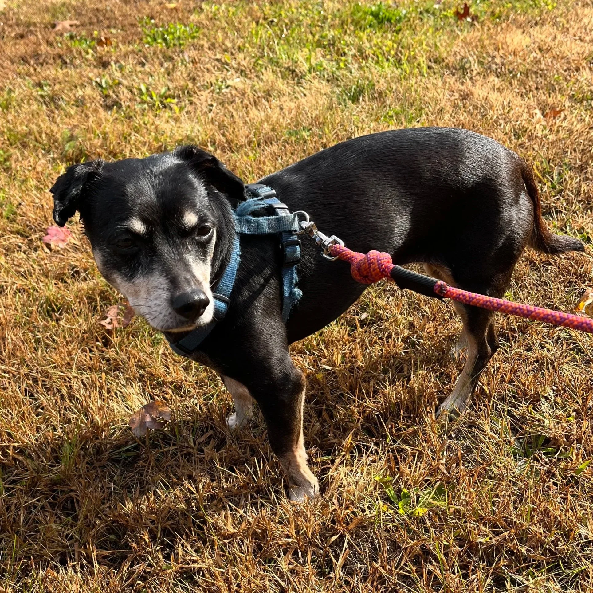 Tangent 10 years old