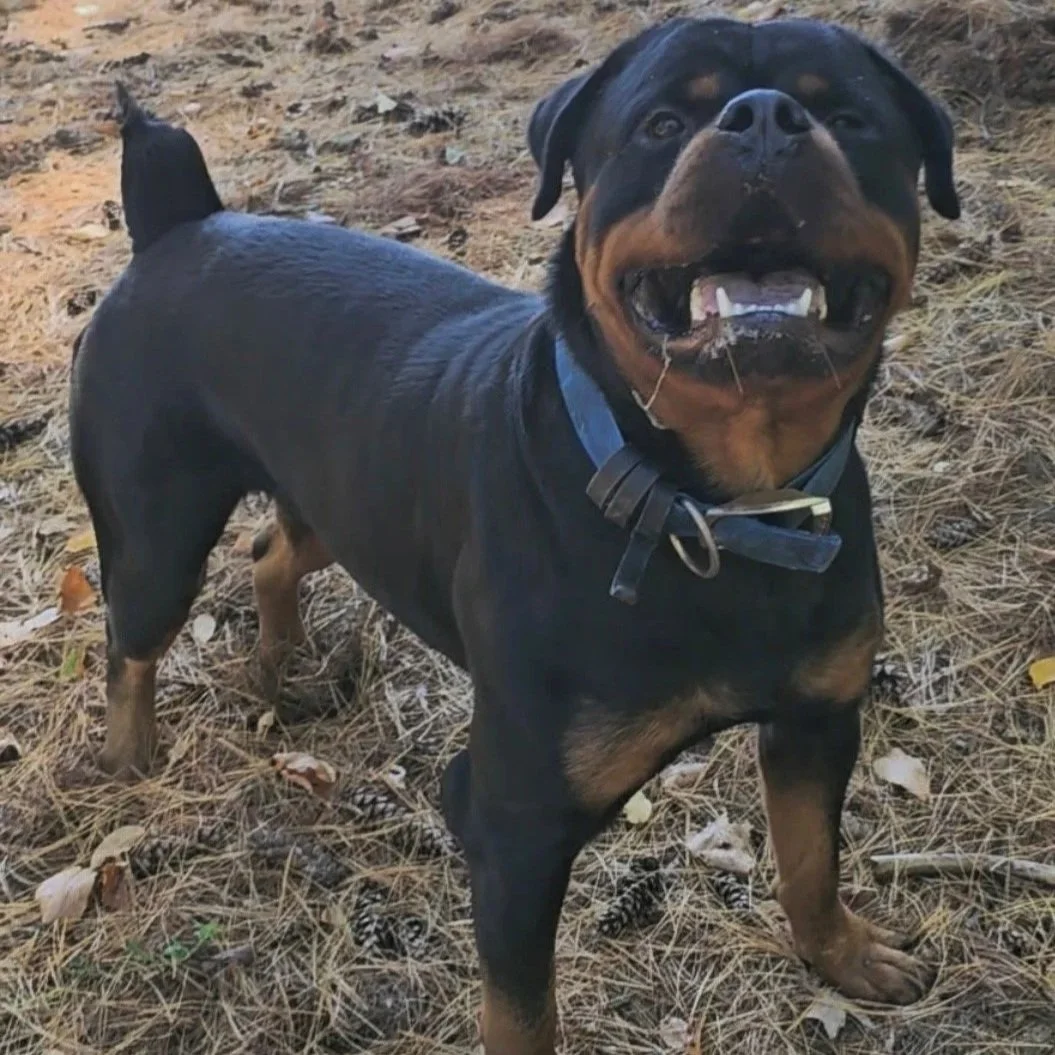 Bartholomew 2 years old