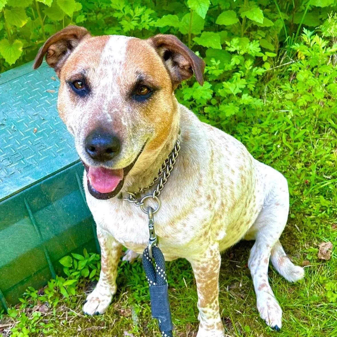 Apple Jack 11 years old