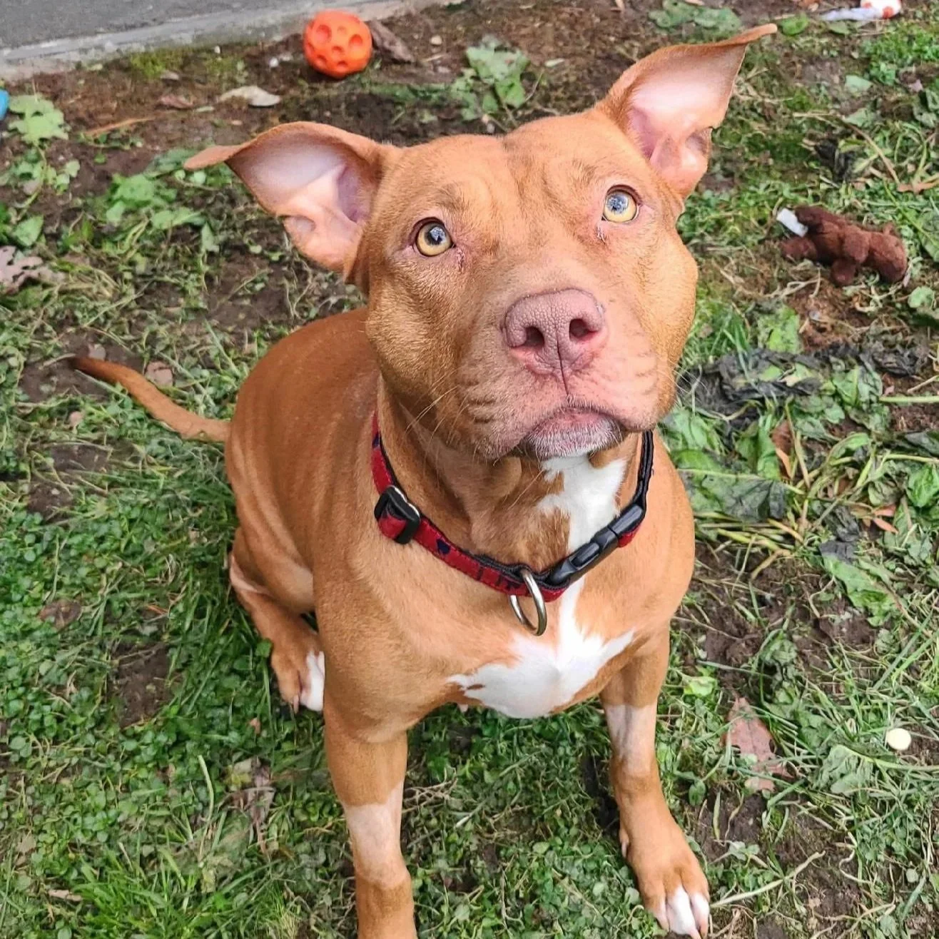 Cali 4 to 5 years old