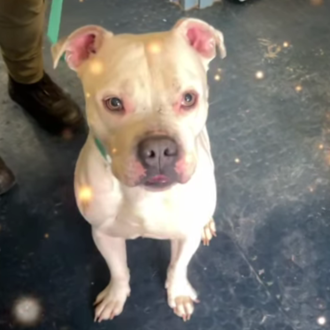 Notorious P.I.G. - Call for details