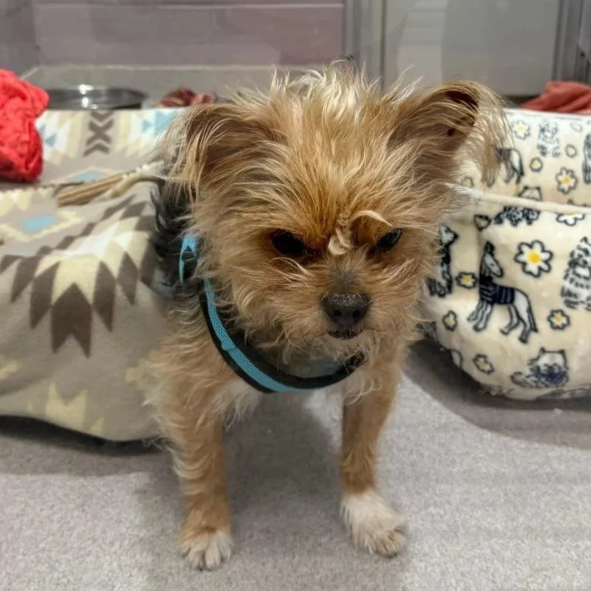 Munchkin 3 to  5 years old