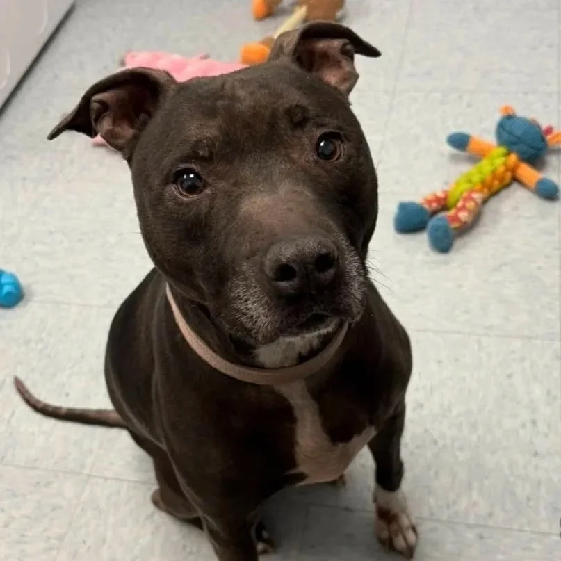 Josie - Call For Details