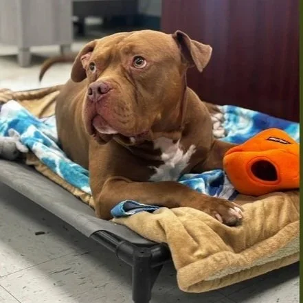 Peanut - Call For Details