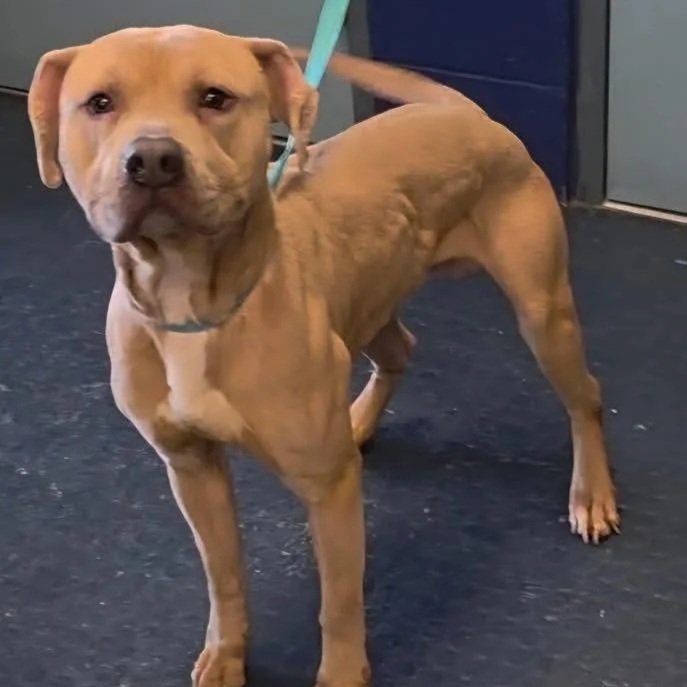 Bruce 2 to 4 years old