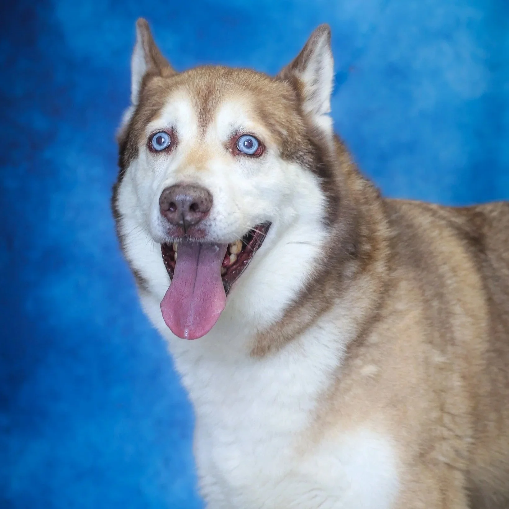 Buddy Holly 2 years old