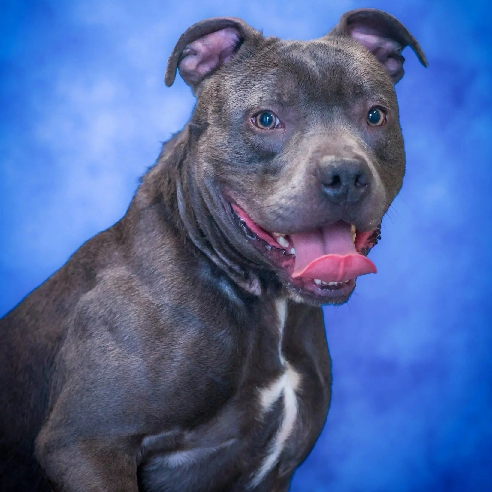 Tanner - less than 1 year old