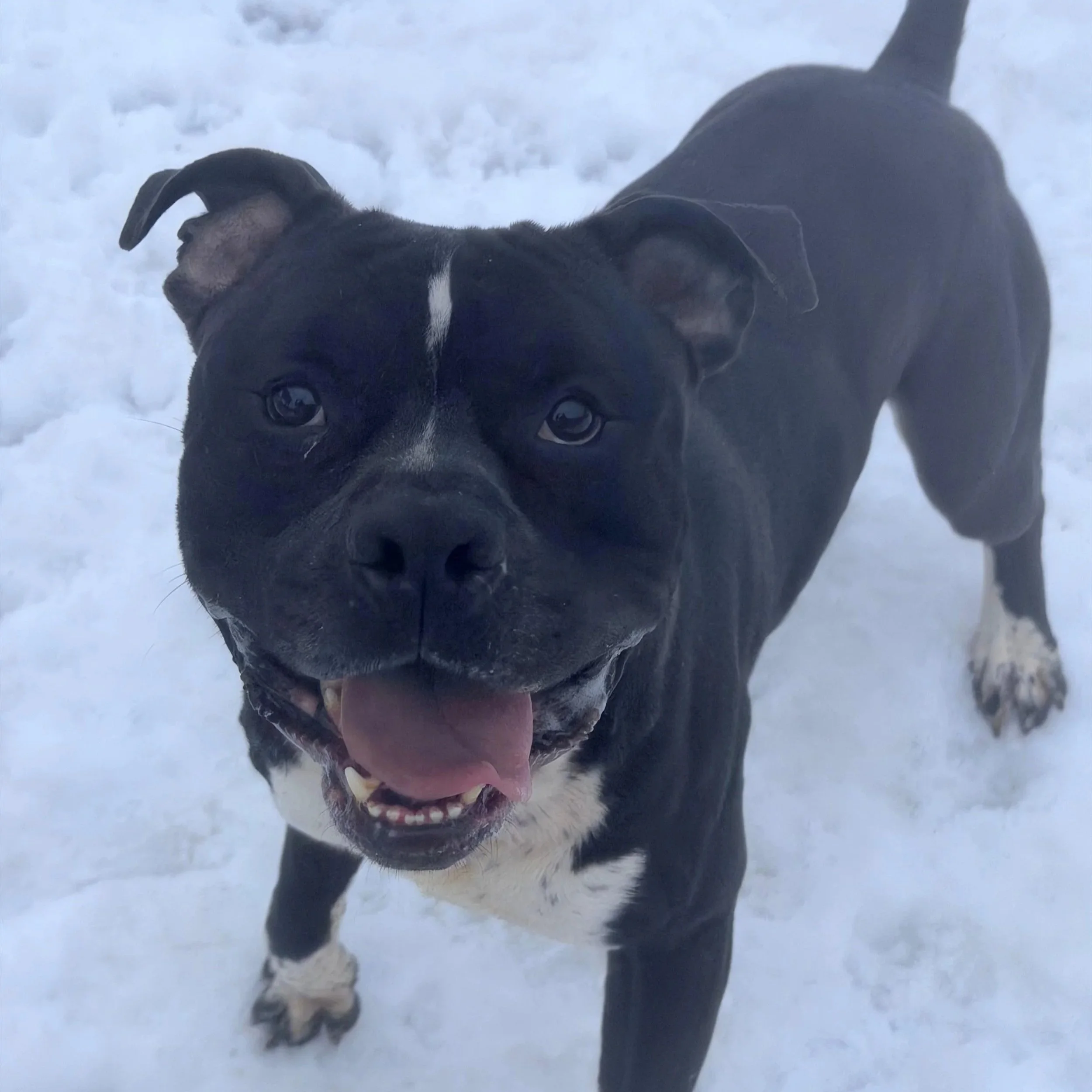 Angus 3 to 8 years old