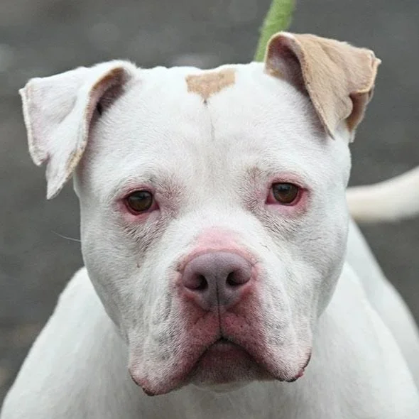 Dream 1 to 3 years old