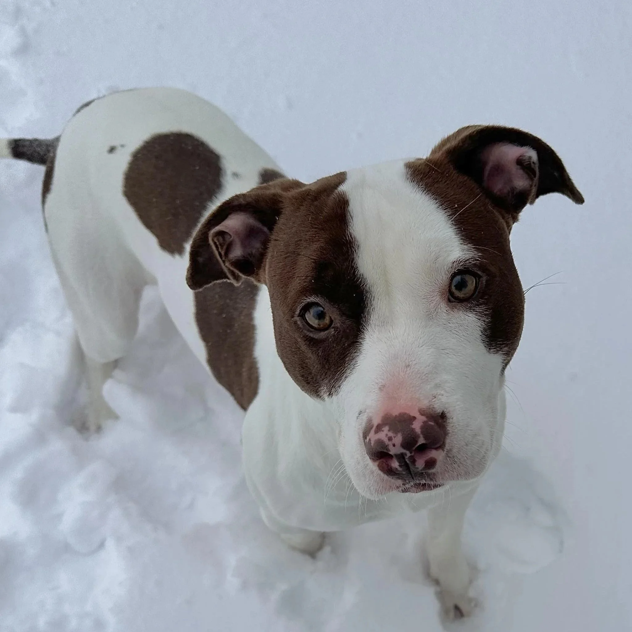 Basil 3 to 8 years old