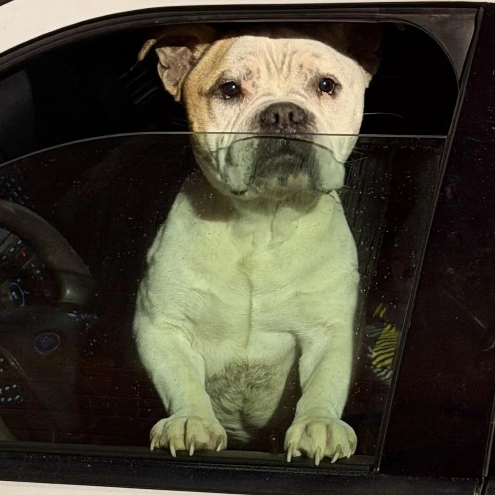 Mookie 1 to 3 years old