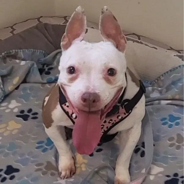 elderly white and brown dog with large ears a large tongue and small eyes sitting on a  blanket looking up
