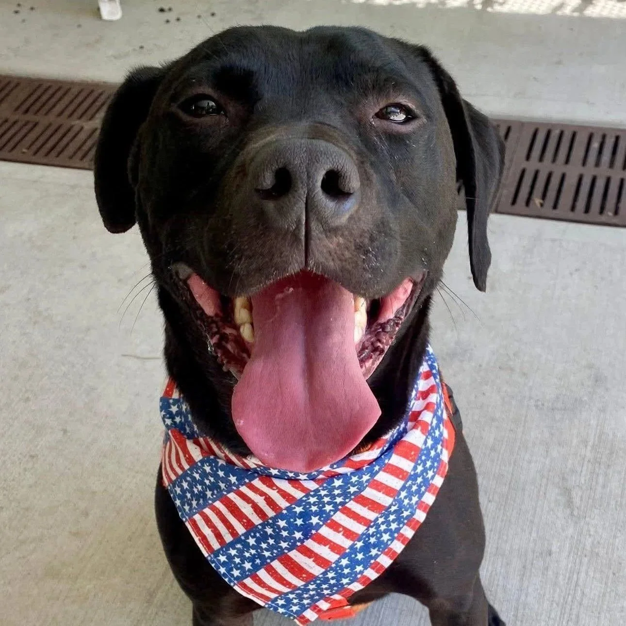 a panting black dog in a red white and blue bandana
