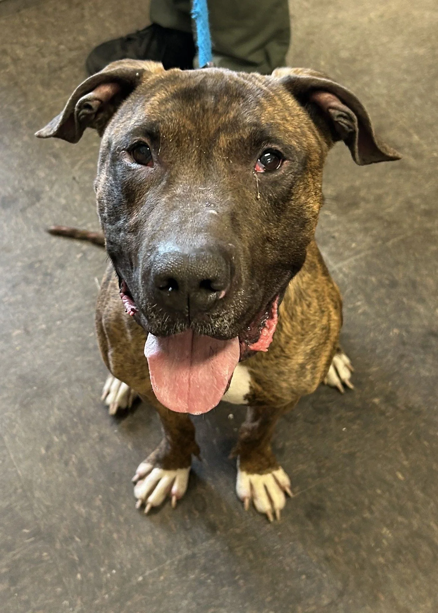 Otis