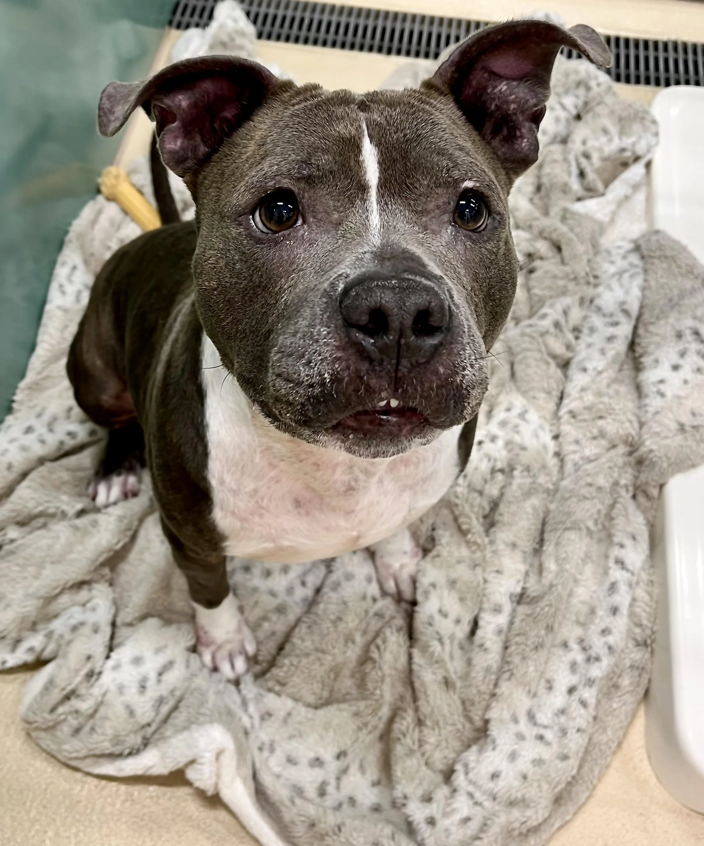 Mrs. Merritt