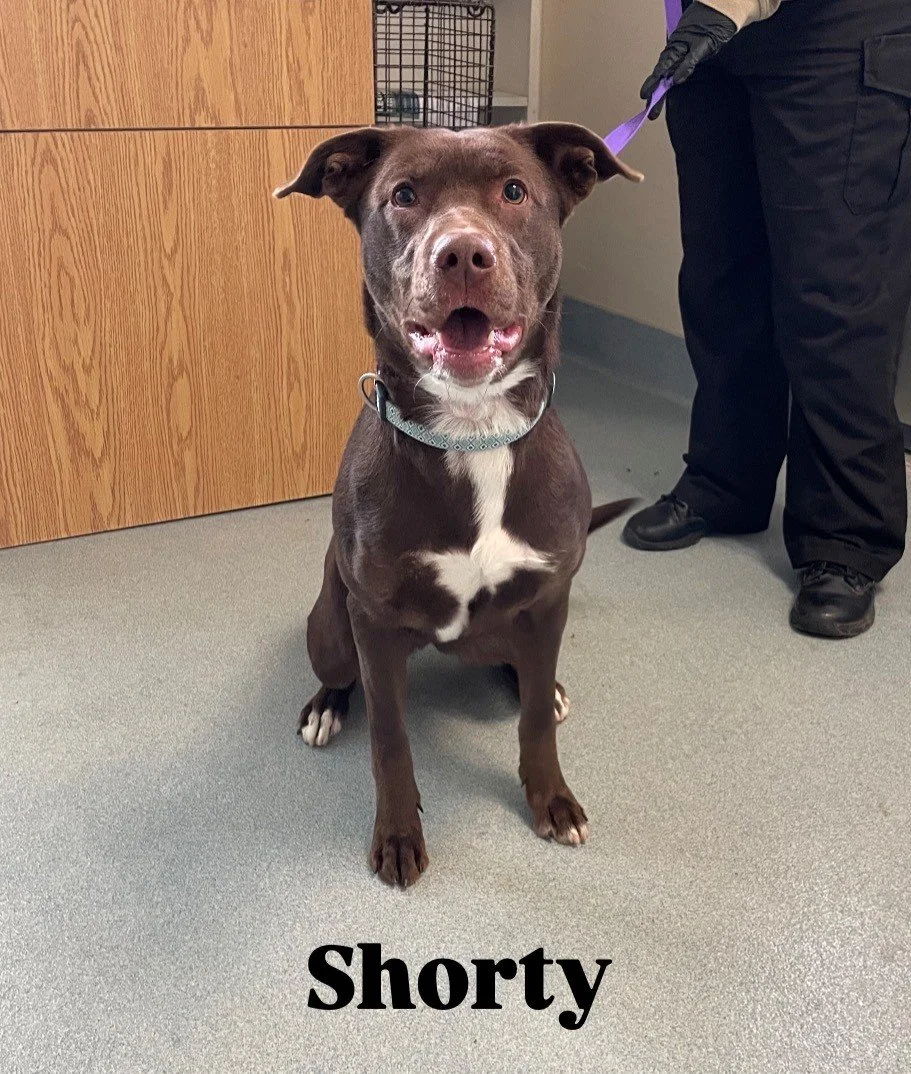 Shorty