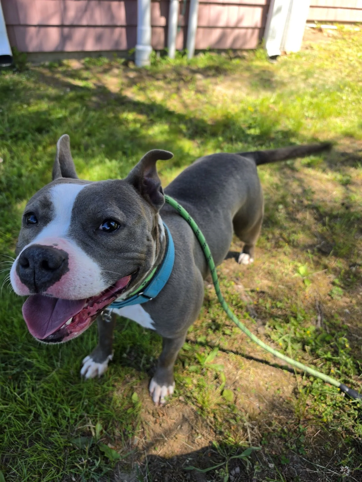 Violet