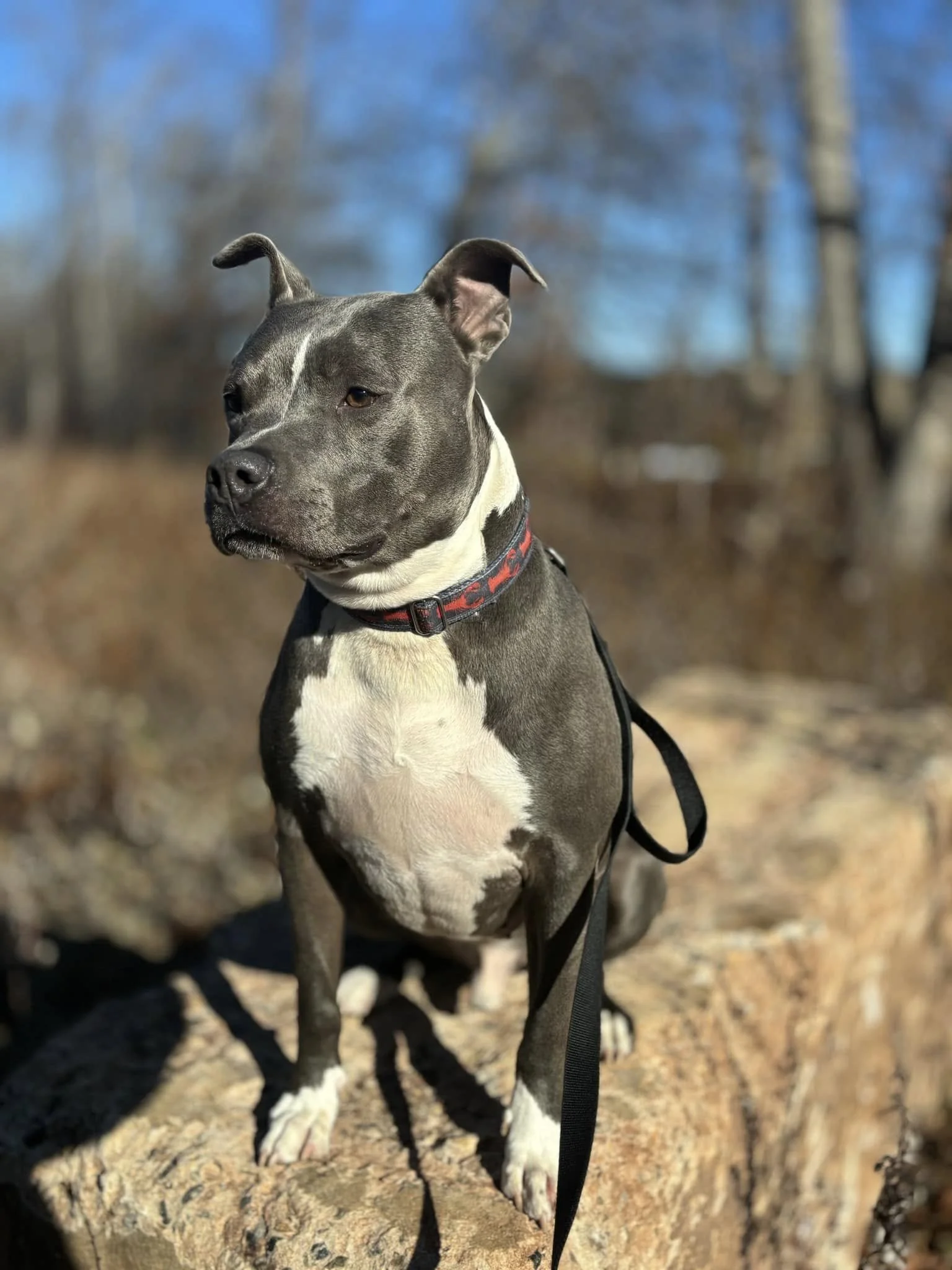 Roo