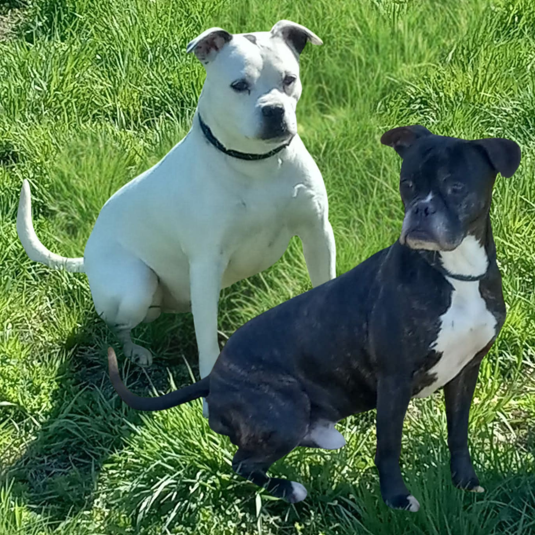 Ace and Charlie