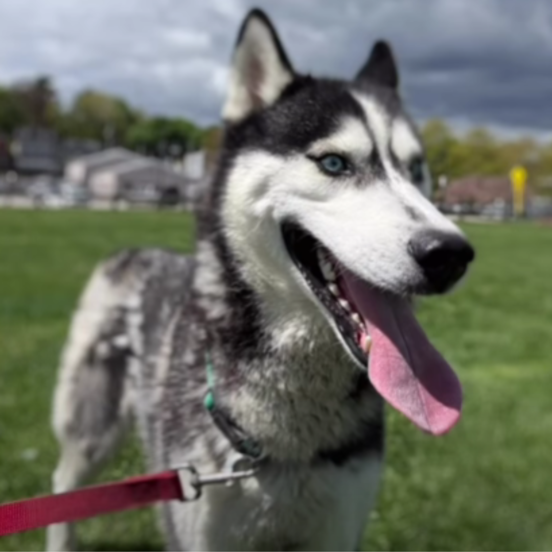 Max