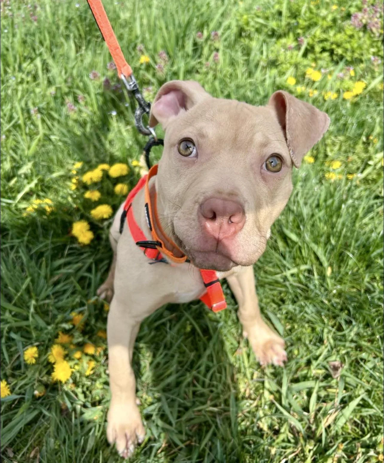 Buster Brown