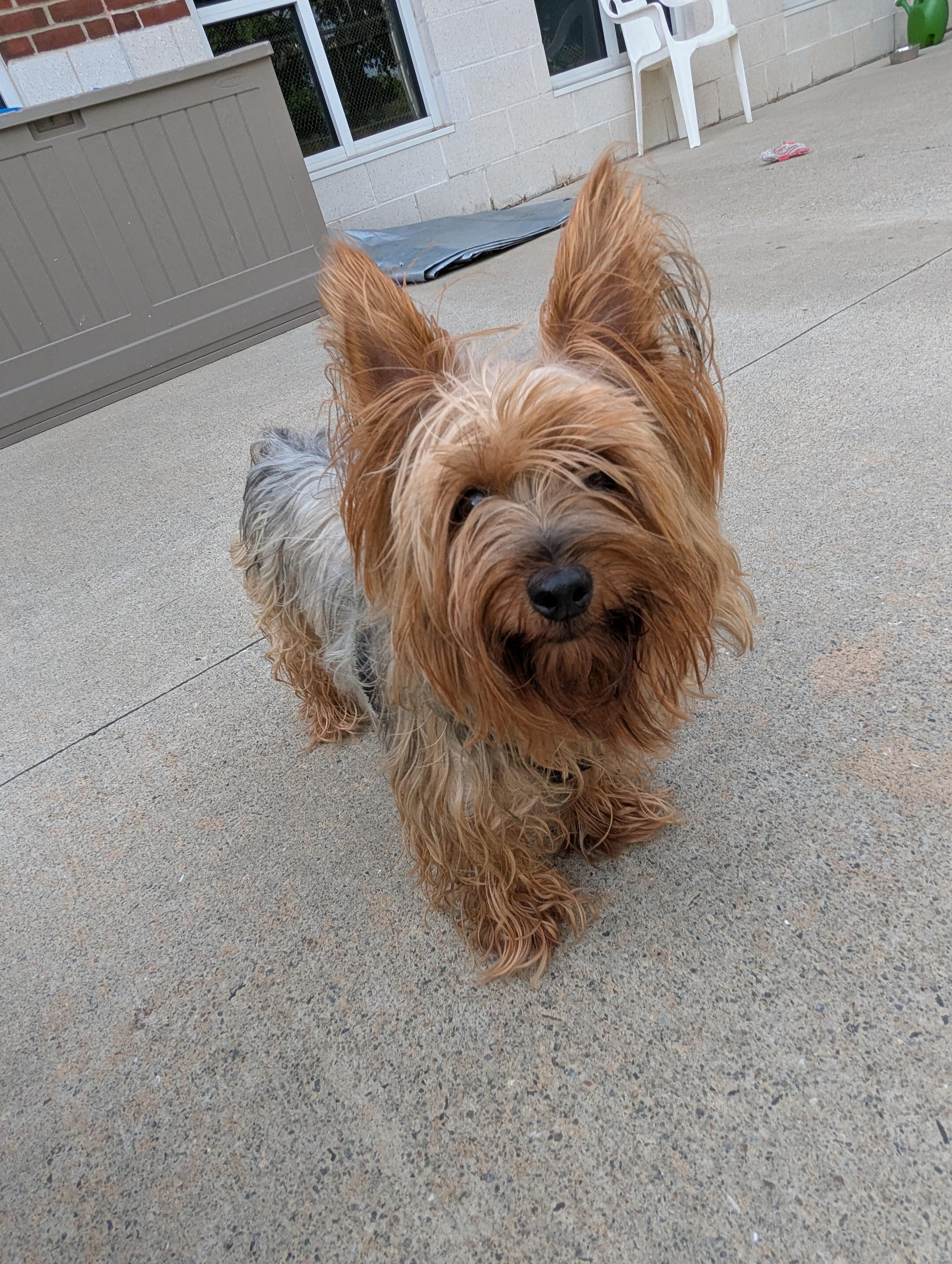 Chewy