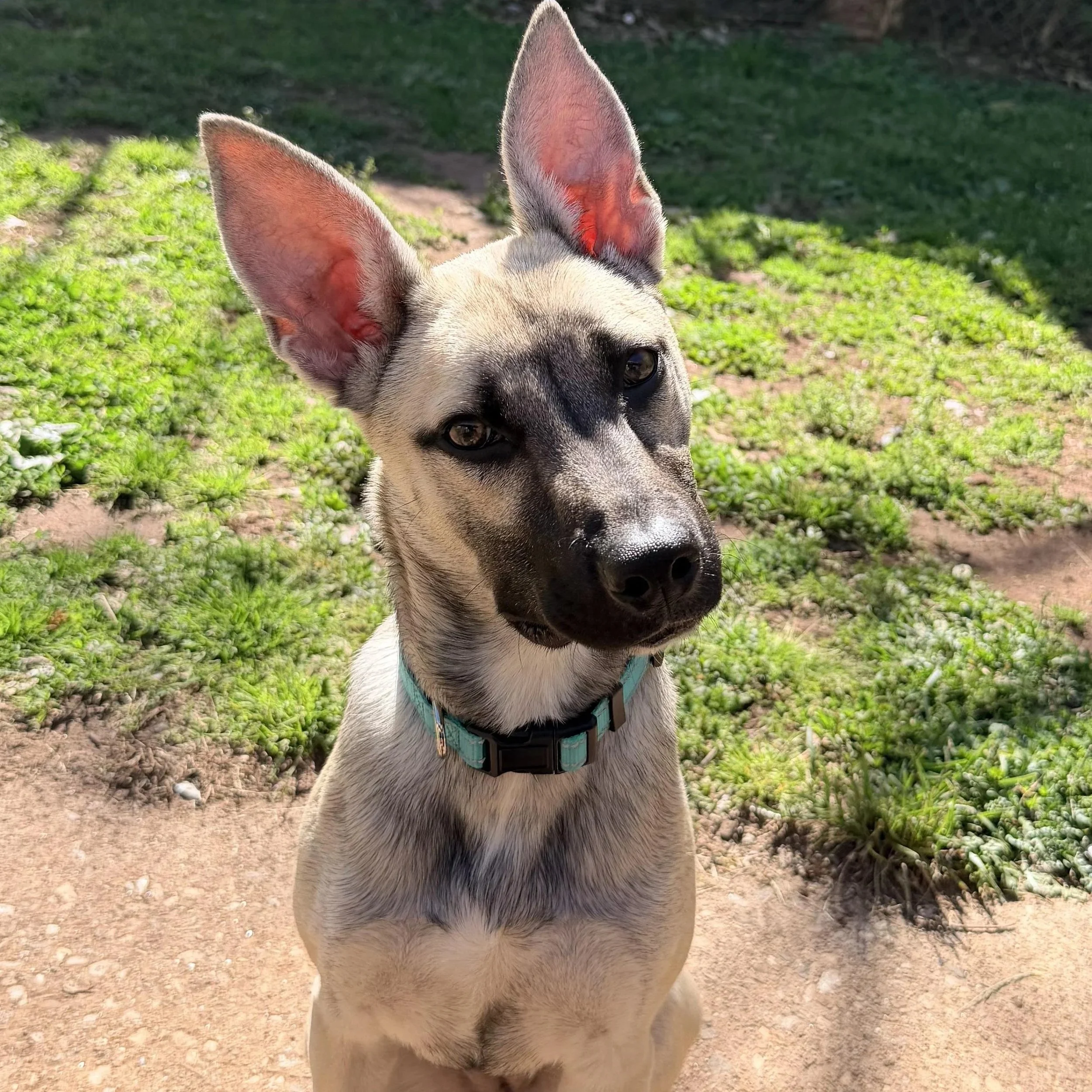 Pepper