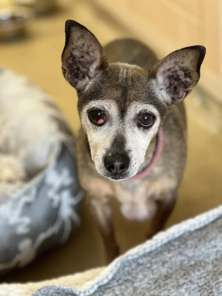 Paco
