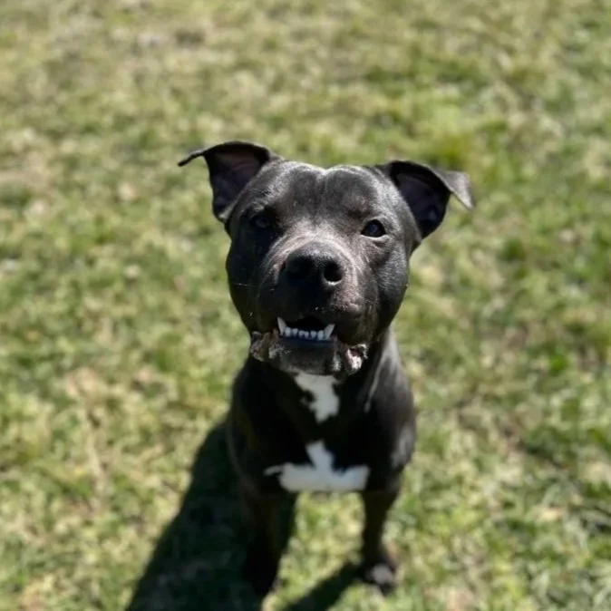 Debo